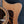 Load image into Gallery viewer, Taylor Custom Select 314ce Torrified Spruce - Wild Honeyburst Acoustic-Electric Guitar