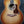 Load image into Gallery viewer, Taylor Gold Label 814e Sunburst Honduran Rosewood Torrified Spruce Acoustic-Electric Guitar