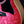 Load image into Gallery viewer, Taylor GS Mini E Special Edition Fuchsia Paisley Acoustic-Electric Guitar