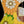 Load image into Gallery viewer, Taylor GS Mini-e Special Edition Floral Green floral artwork and torrefied spruce top rosette and soundhole 
