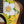 Load image into Gallery viewer, Taylor GS Mini-e Special Edition Floral Green floral artwork and torrefied spruce top Close up flowers
